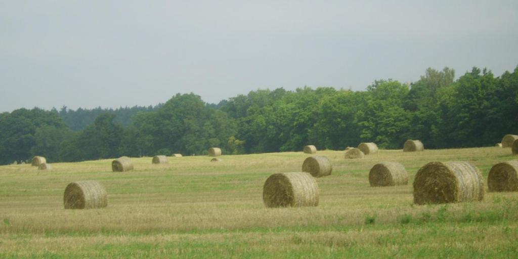 Gospodarstwo Agroturystyczne Lesniczowka Lubin  Exterior foto