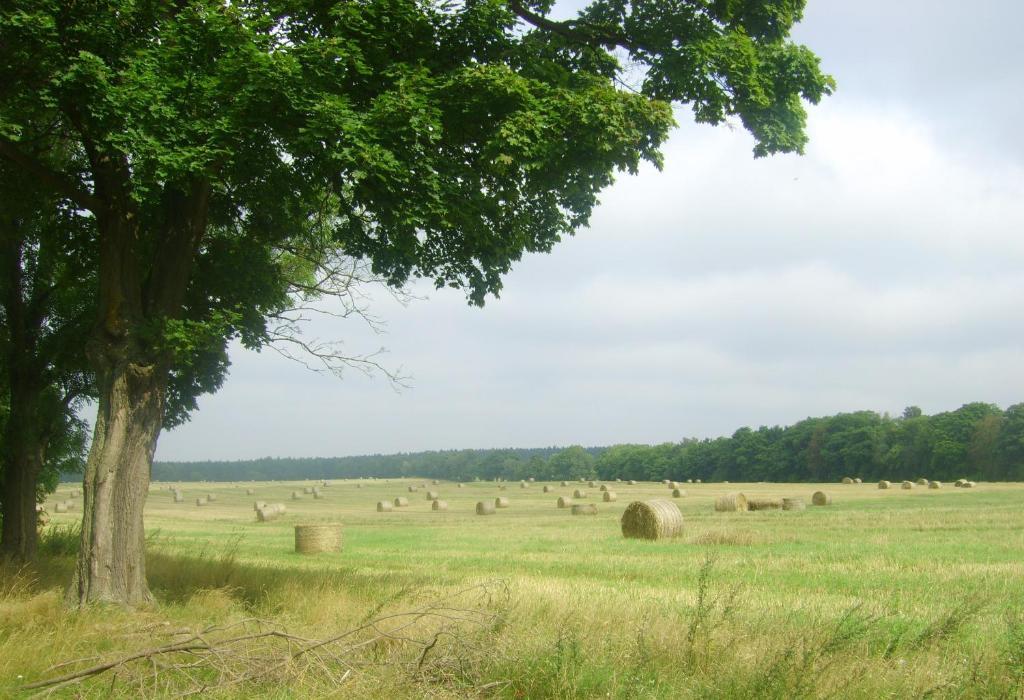 Gospodarstwo Agroturystyczne Lesniczowka Lubin  Exterior foto